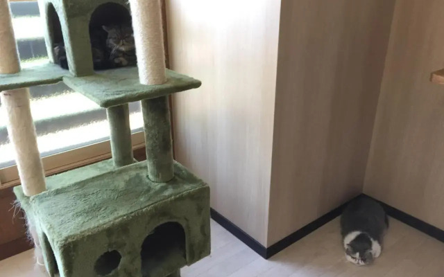 Cat Cafe & Stay Cultus's Home