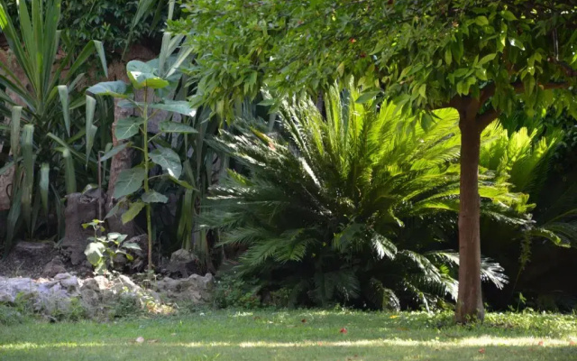 Les Passiflores
