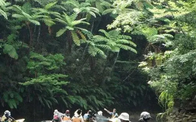 Yambaru Discovery Forest