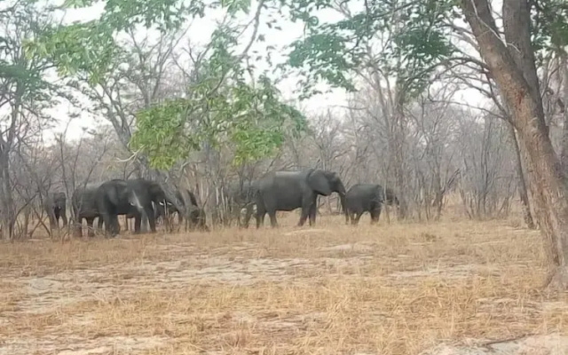 The elephant sounds lodge