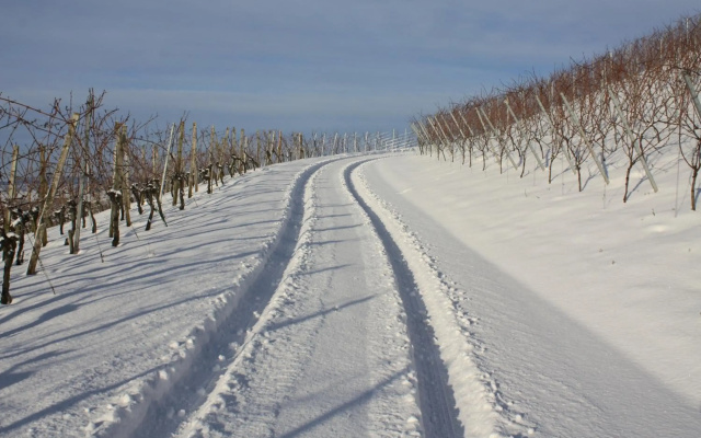 Schwarzer Adler Weingut