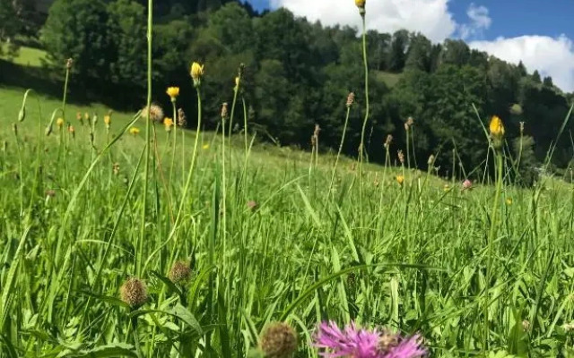 Mountain View near Kaprun - Steinbock Lodges