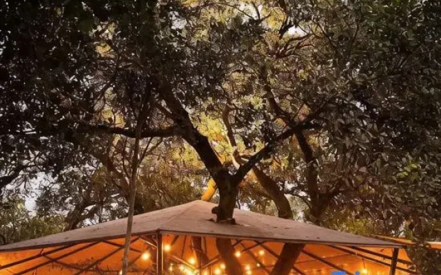 Tropical EGlamping