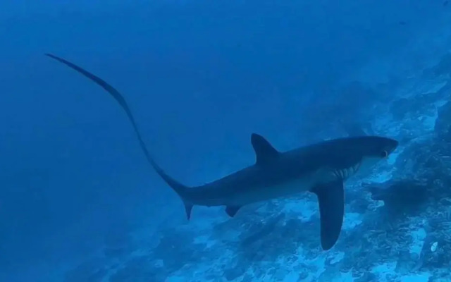 Tiger Shark Residence