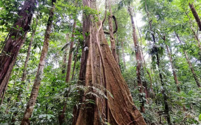 Corcovado Jungle Hostel