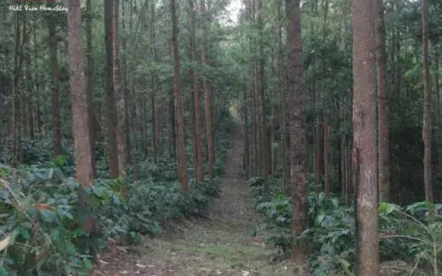 The Inchara Hill View HomeStay