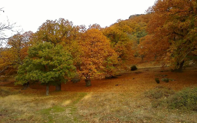 Neilarural