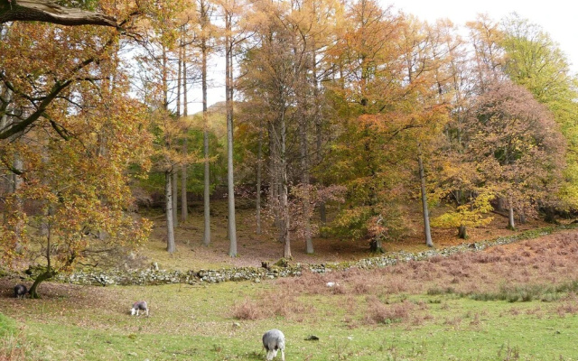 Rowan - Woodland Cottages