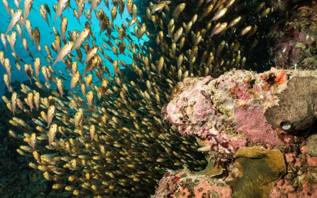 Swahili Divers & Gecko Nature Lodge