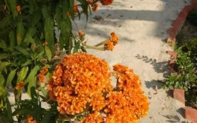 Vamoose Shantiniketan Bichitrita