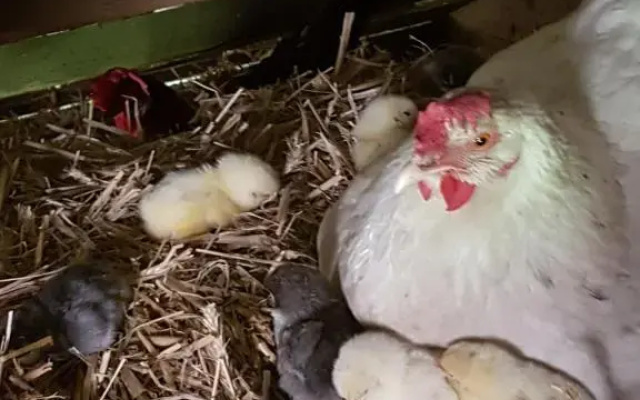 Gemütliche Ferienwohnung