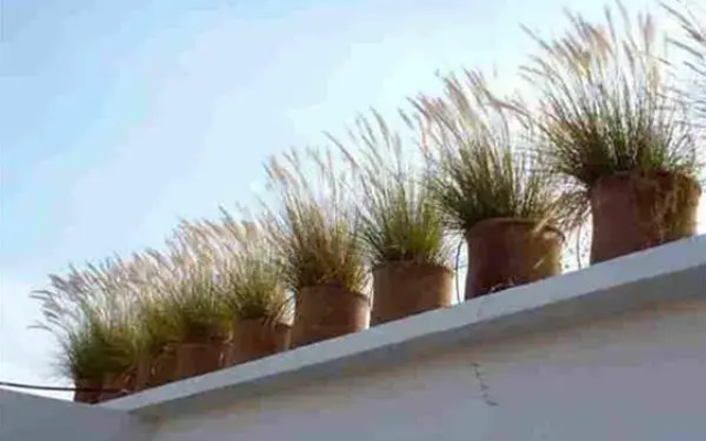 Riad Maiya
