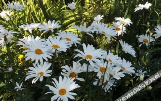 Daisy Centre Retreat