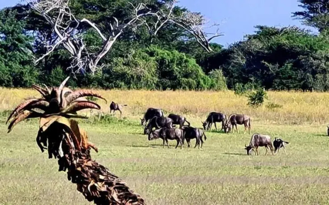 Ezulwini Game Lodge