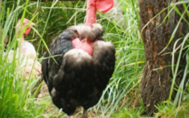 Wings Wildlife Park