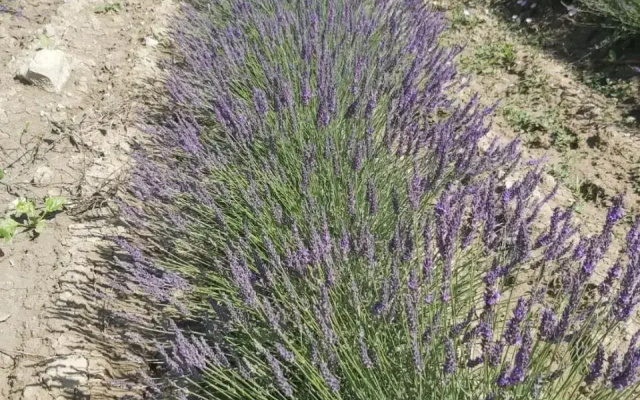 Agriturismo Mandriato