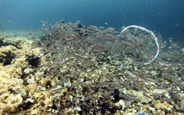 Cooldive Semporna