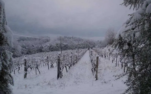 Fattoria Uccelliera