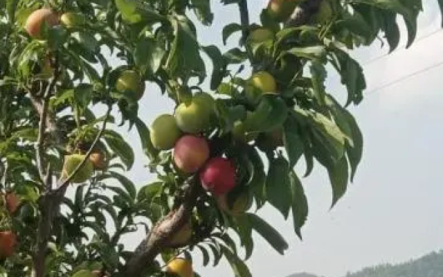 The Plum