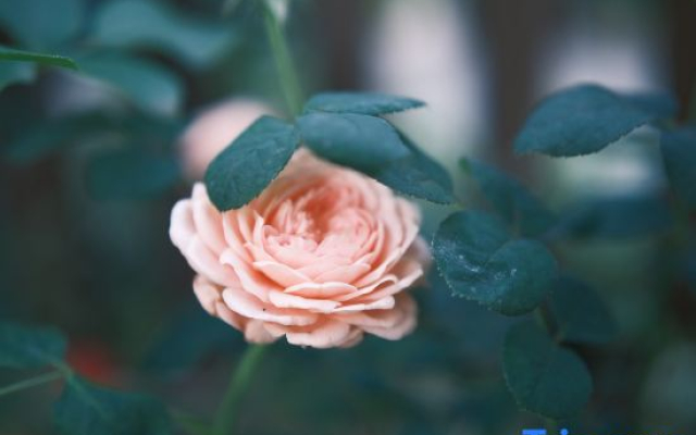 Floral Hotel · City of Sky Hotel
