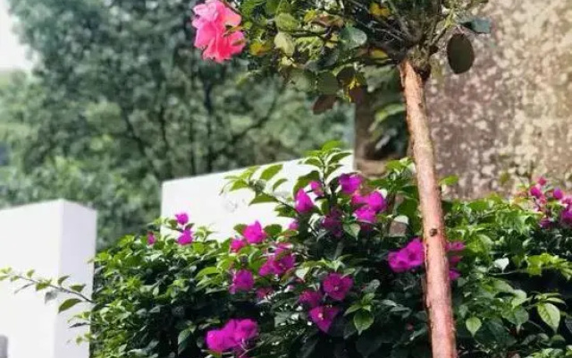 Guiyuan Qiaoju Guesthouse