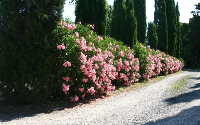 Casaleaurelia