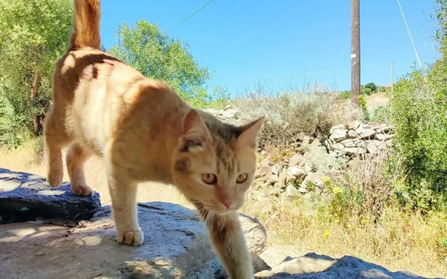 Sardinian Villa Enjoy Stintino With Your Pets !