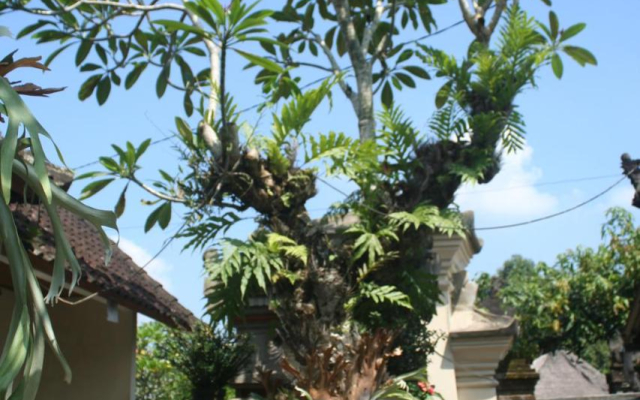 Ari House