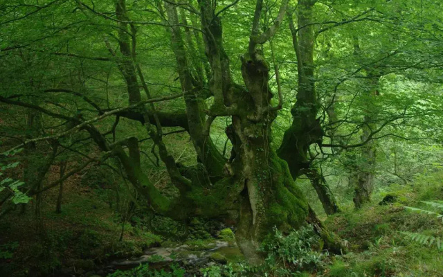 El Rincón del Besaya