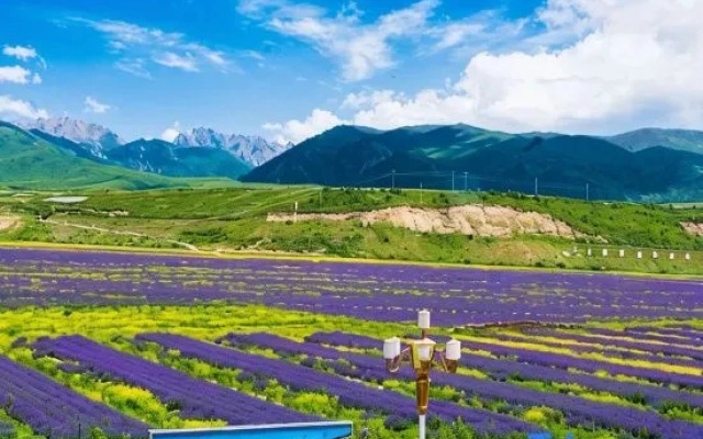 Lavender Hotel