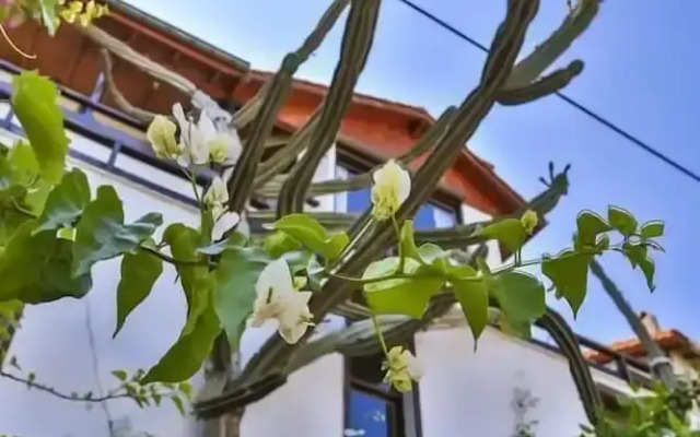 Villa Kaktus