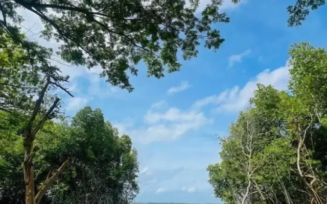 Blue Mangrove Lagoon by Serenity