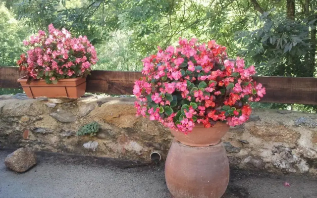 Mas Taillet Le Camelia