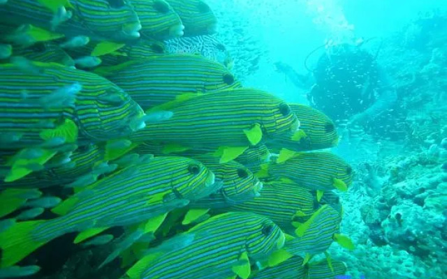 Cozzy Raja Ampat Blue Sea