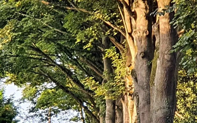 Wood Rising