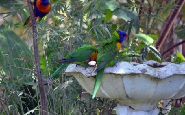 The Feathered Nest - Wildlife Retreat