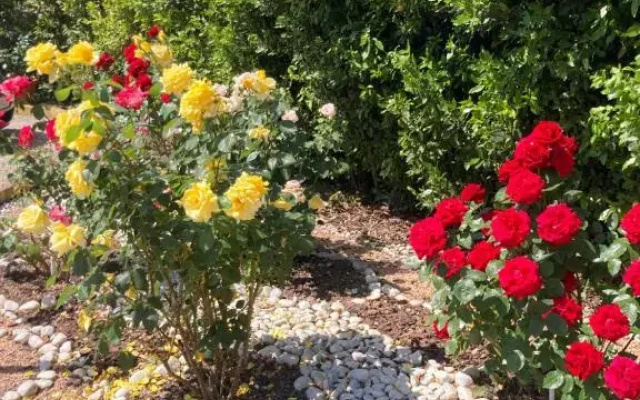 La Rosa del lago