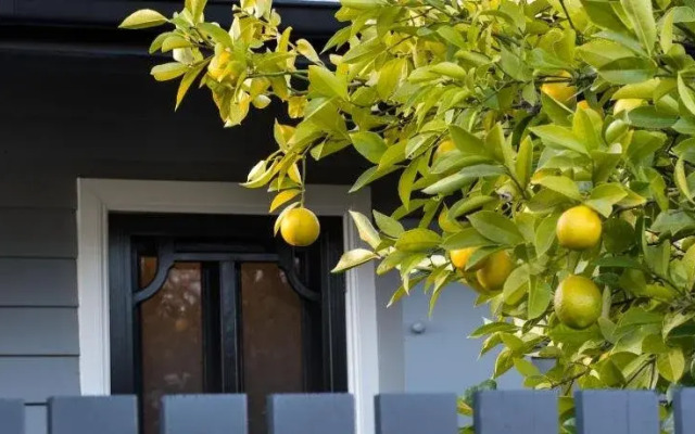 The Lemontree