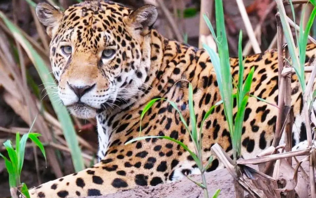 Tambopata Ecolodge