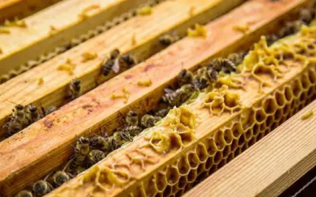 Kleintödlinggut