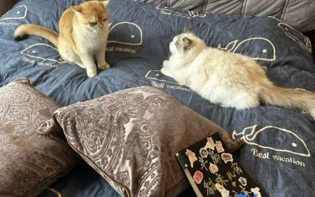 Guangzhou cats hotel