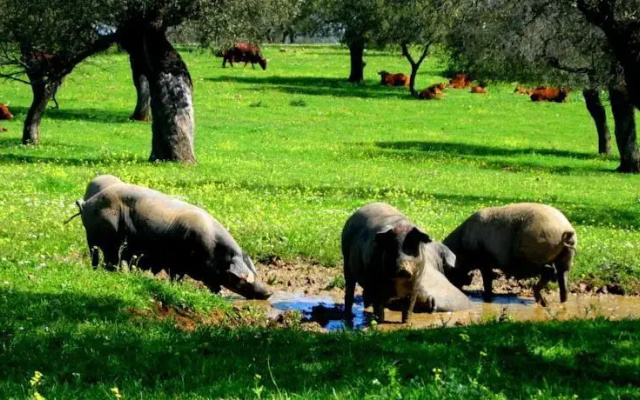 Finca Los Llanos