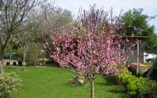 Le Millefoglie