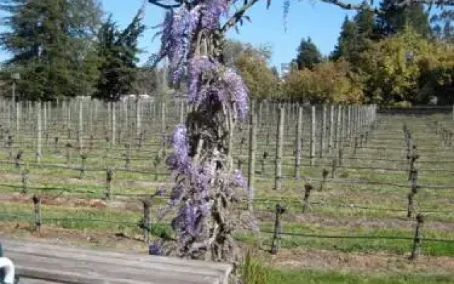 Pearlessence Vineyard Inn