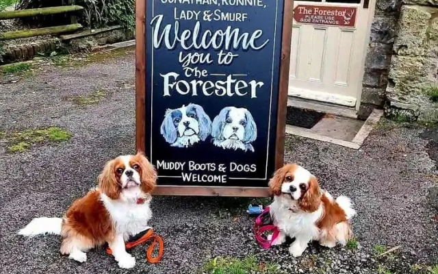 The Forester