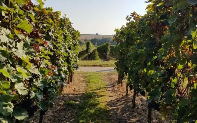Weingut & Gästehaus Nagel
