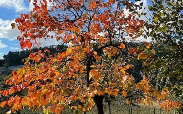 Quinta Picouto de Cima