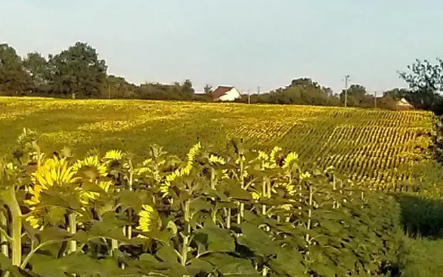 Bauvais