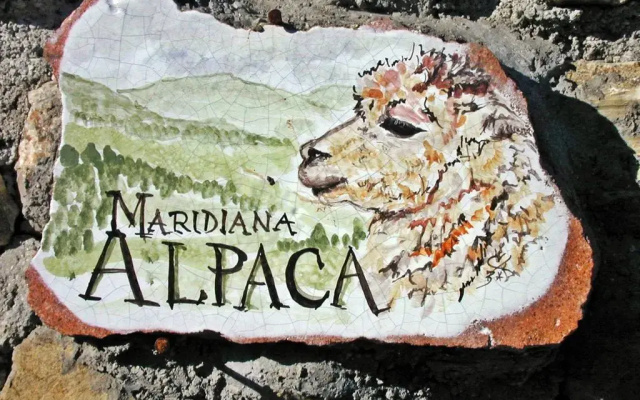 Maridiana Alpaca