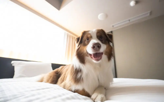 hotel anddoggy Kyoto Nijo